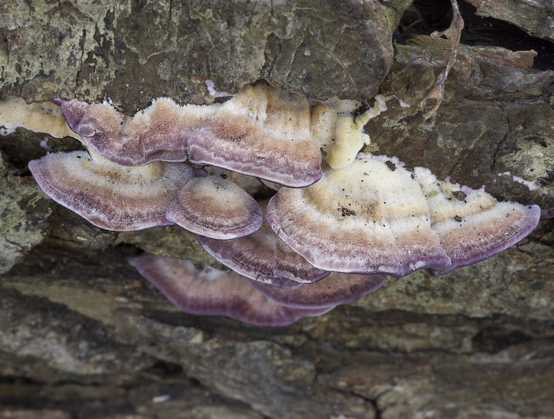 Trichaptum biforme